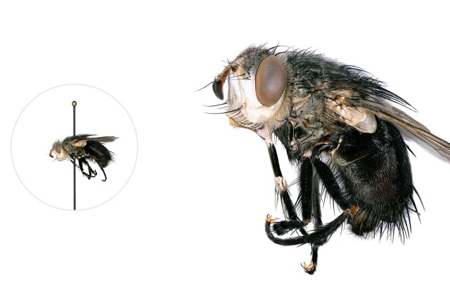 Tachinid fly microscopic image with a life-size pinned specimen on the left