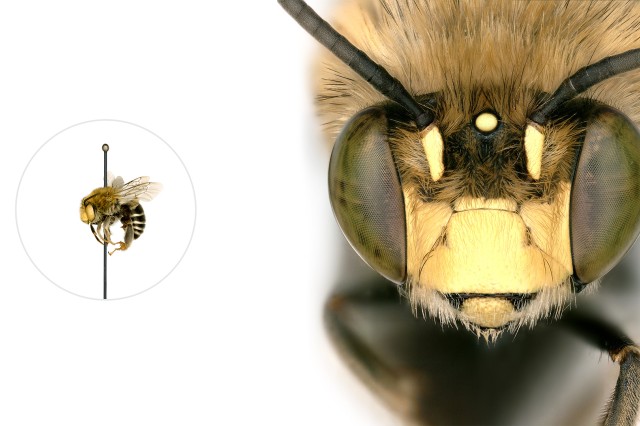 Digger bee microscopic image with a life-size pinned specimen on the left