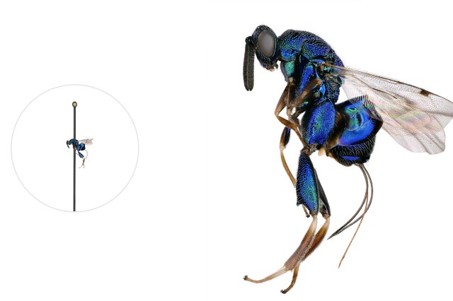 Torymid wasp microscopic image with a life-size pinned specimen on the left