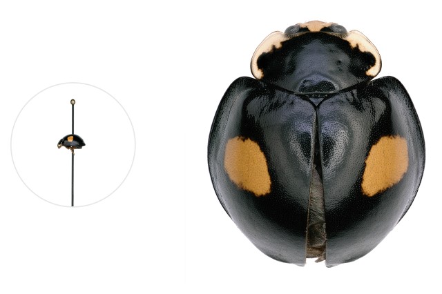 Halloween ladybug microscopic image with a life-size pinned specimen on the left