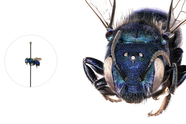 Mason Bee microscopic image with a life-size pinned specimen on the left