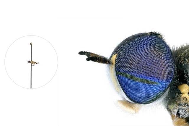 Soldier Fly microscopic image with a life-size pinned specimen on the left