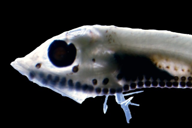 A skeletal image of the small fish Vinciguerria mabahiss