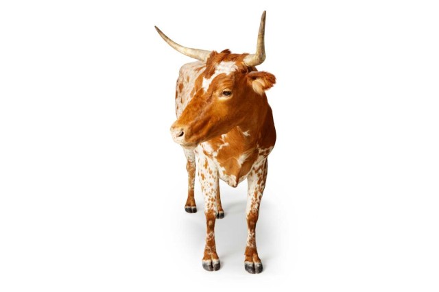 Brown and white taxidermied cow, Corriente breed, from Becoming Los Angeles