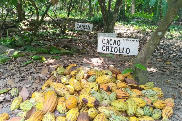 pods of cacao on ground 