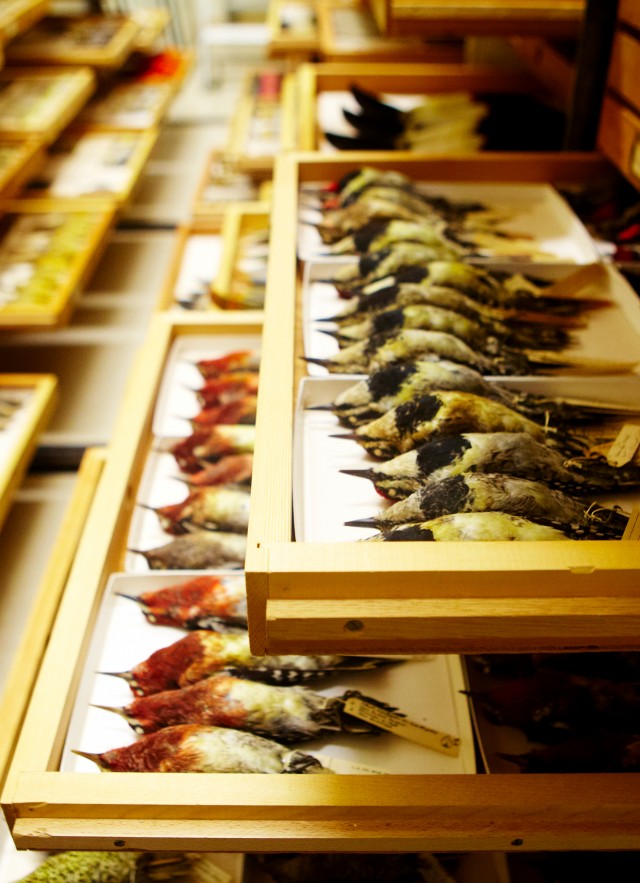 ornithology birds collections drawer research and collections
