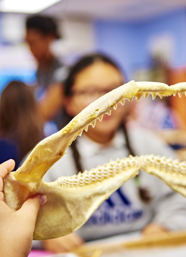 a shark jaw is held by a child facing away from teh camera