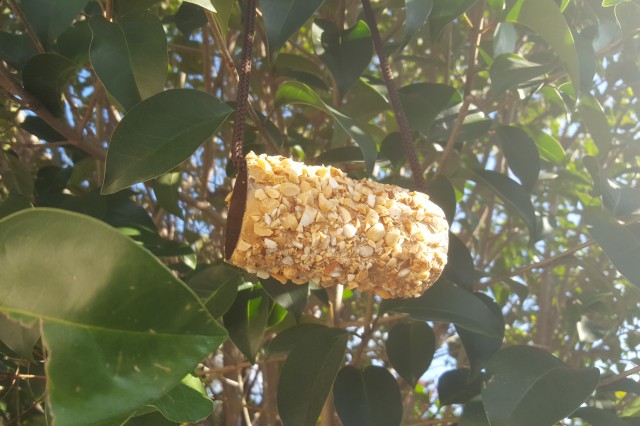 Image of complete DIY bird feeder in a tree.