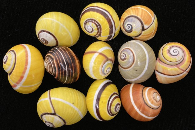  snail Polymita picta