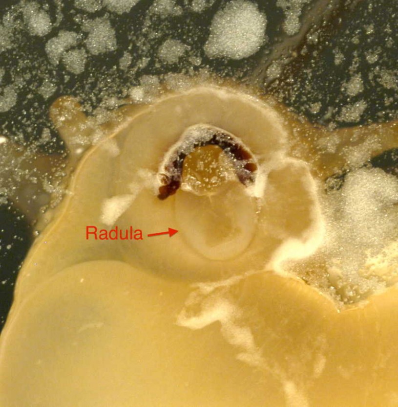 Close up of the open mouth of Cornu aspersum showing the jaw and the pale-colored ribbon of teeth called the radula.