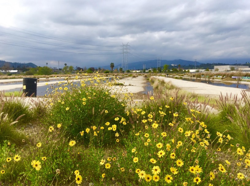 View of the bowtie parcel next to the L.A. River with flowering bush sunflowers
