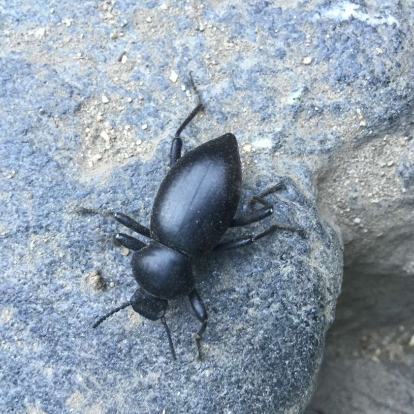 black stink bug crawling on rock