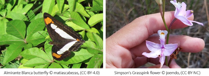 Left: Almirante Blanca butterfly  © matiascabezas; Right: Simpson's Grasspink flower © joemdo