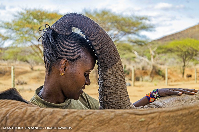 Close up of a conservationist touching an elephant with its trunk resting on the conservationist's head