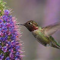 Image of a hummingbird collecting nectar from a flower.