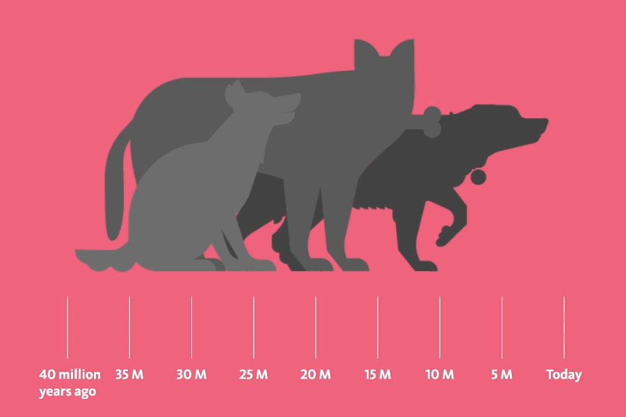evolution of dog timeline