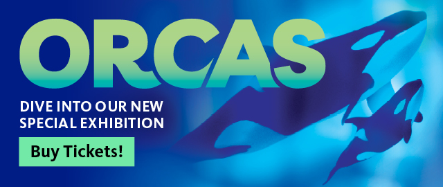 Orcas: Our Shared Future Exhibition – click here to buy tickets