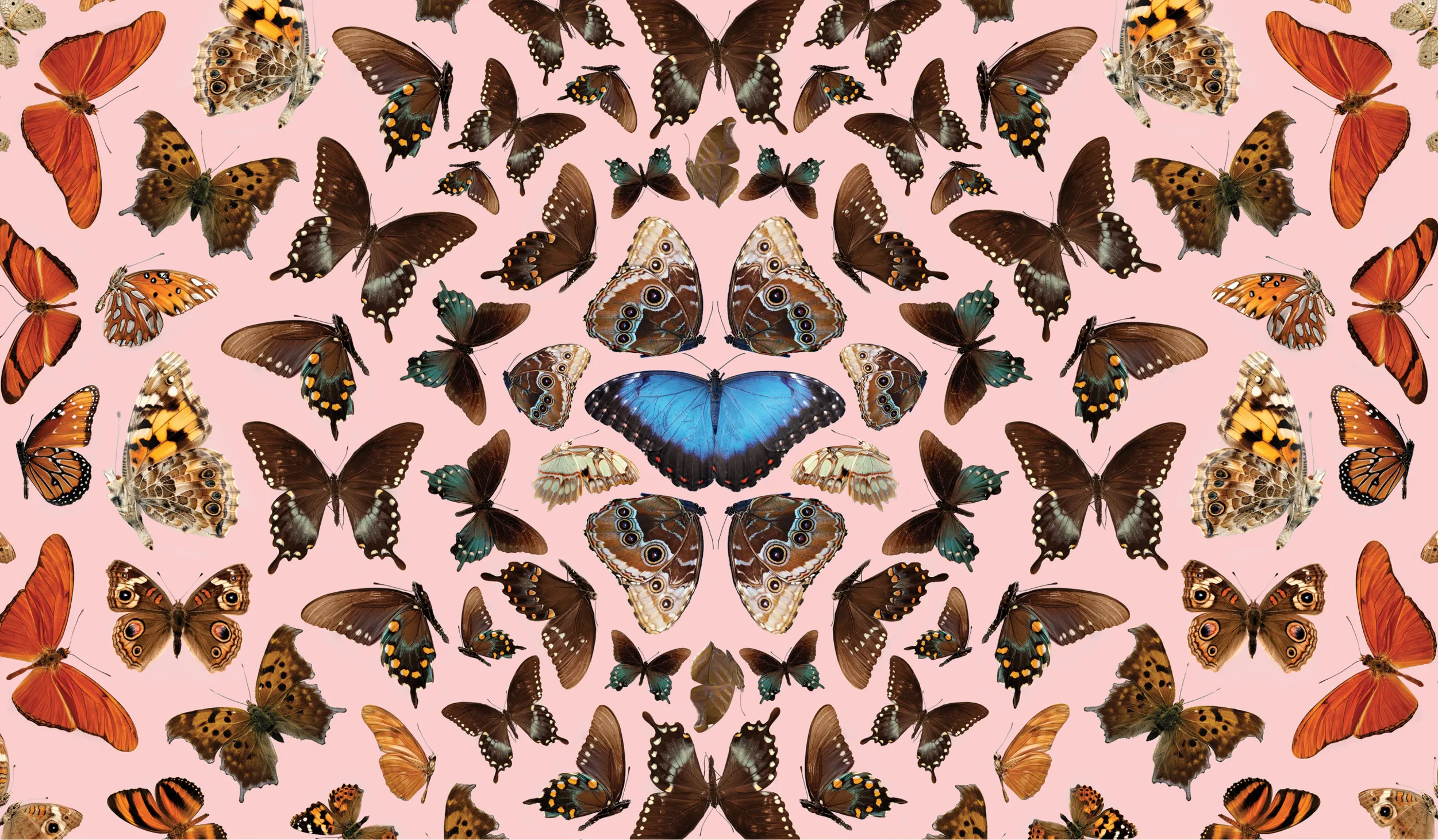 Butterflies photographed from above on a pink background