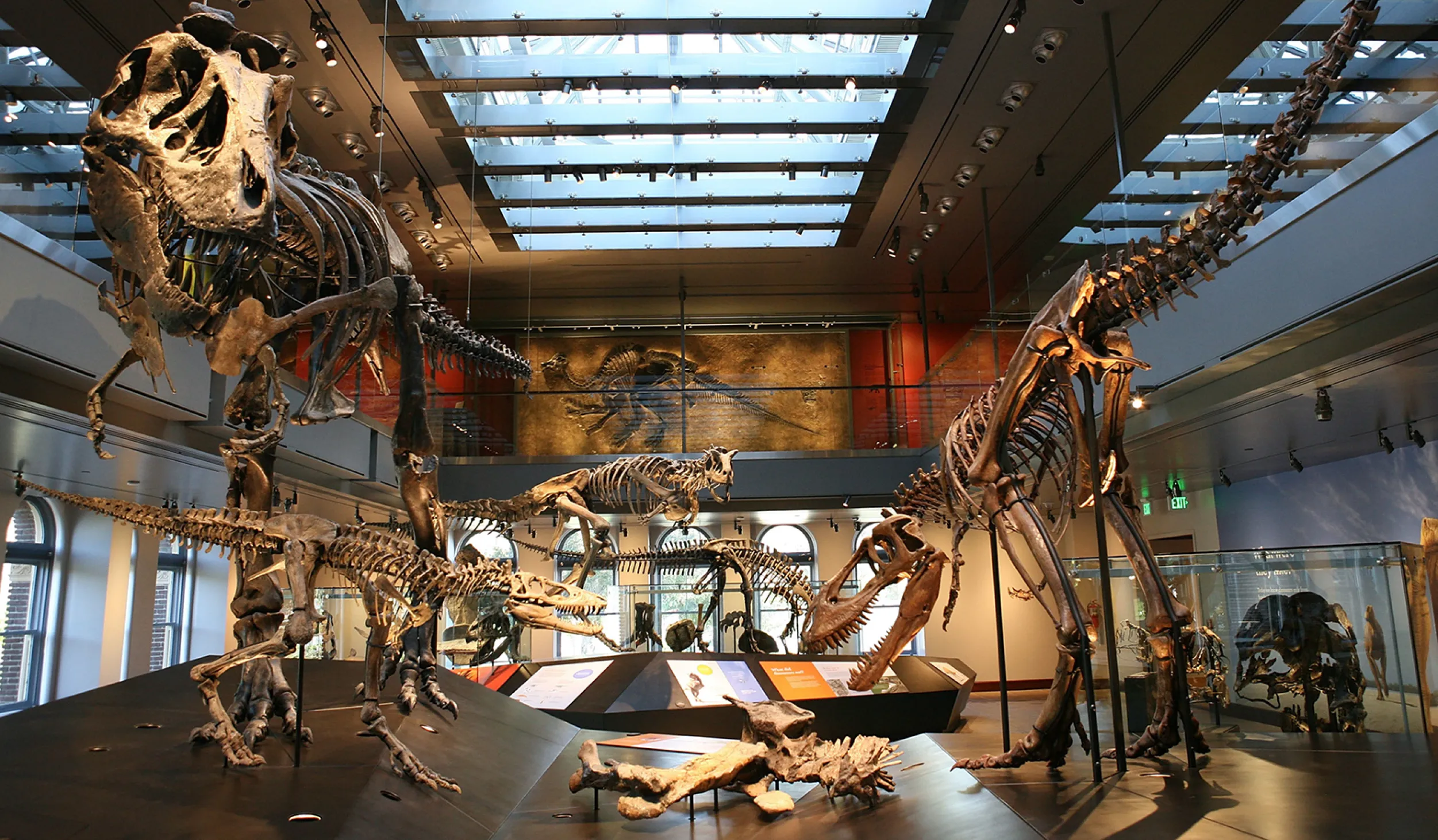 T. rex dinosaur skeletons in baby, juvenile, and young adult sizes