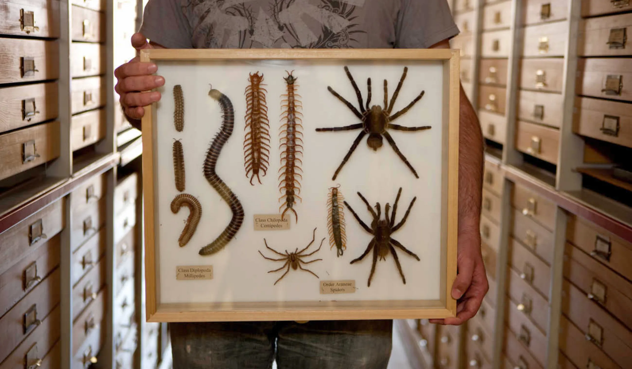 Closeup of two hands holding a display of tarantulas and other insects with shelves of display cases in the background