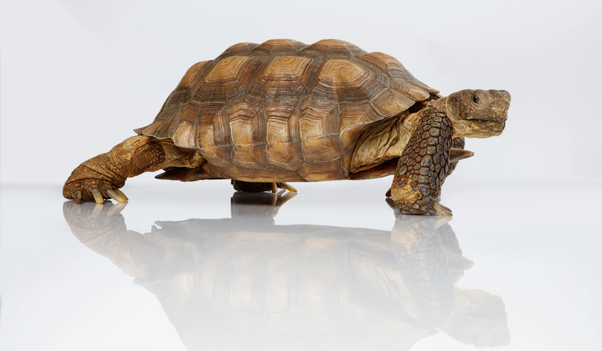 Side view of tan and brown turtle against a white background