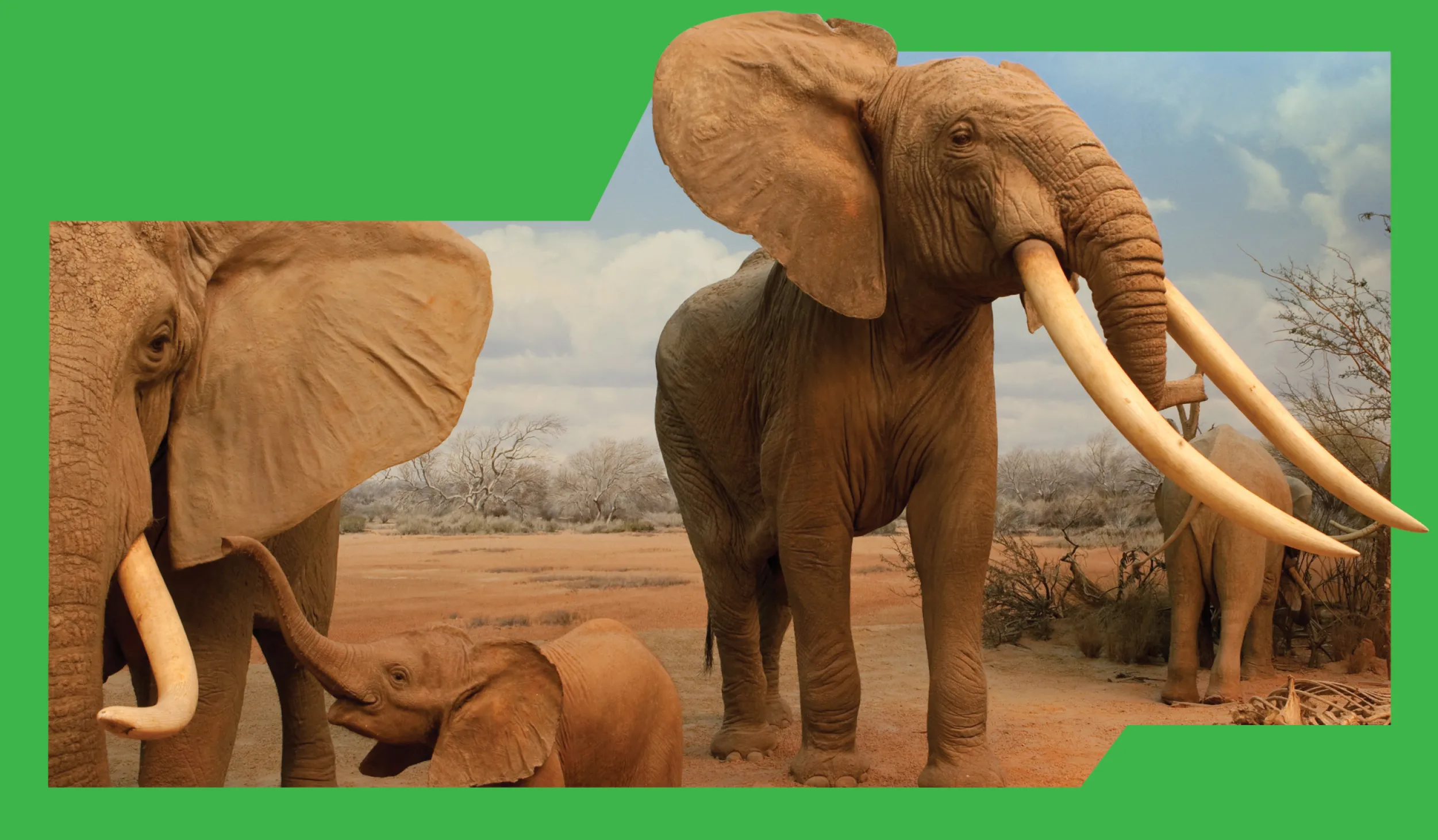 Green border around closeup of two gray elephants with tusks