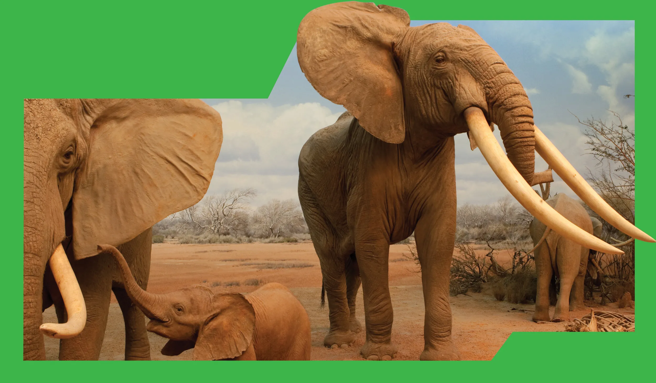 Green border around a closeup of two taxidermy elephants with tusks