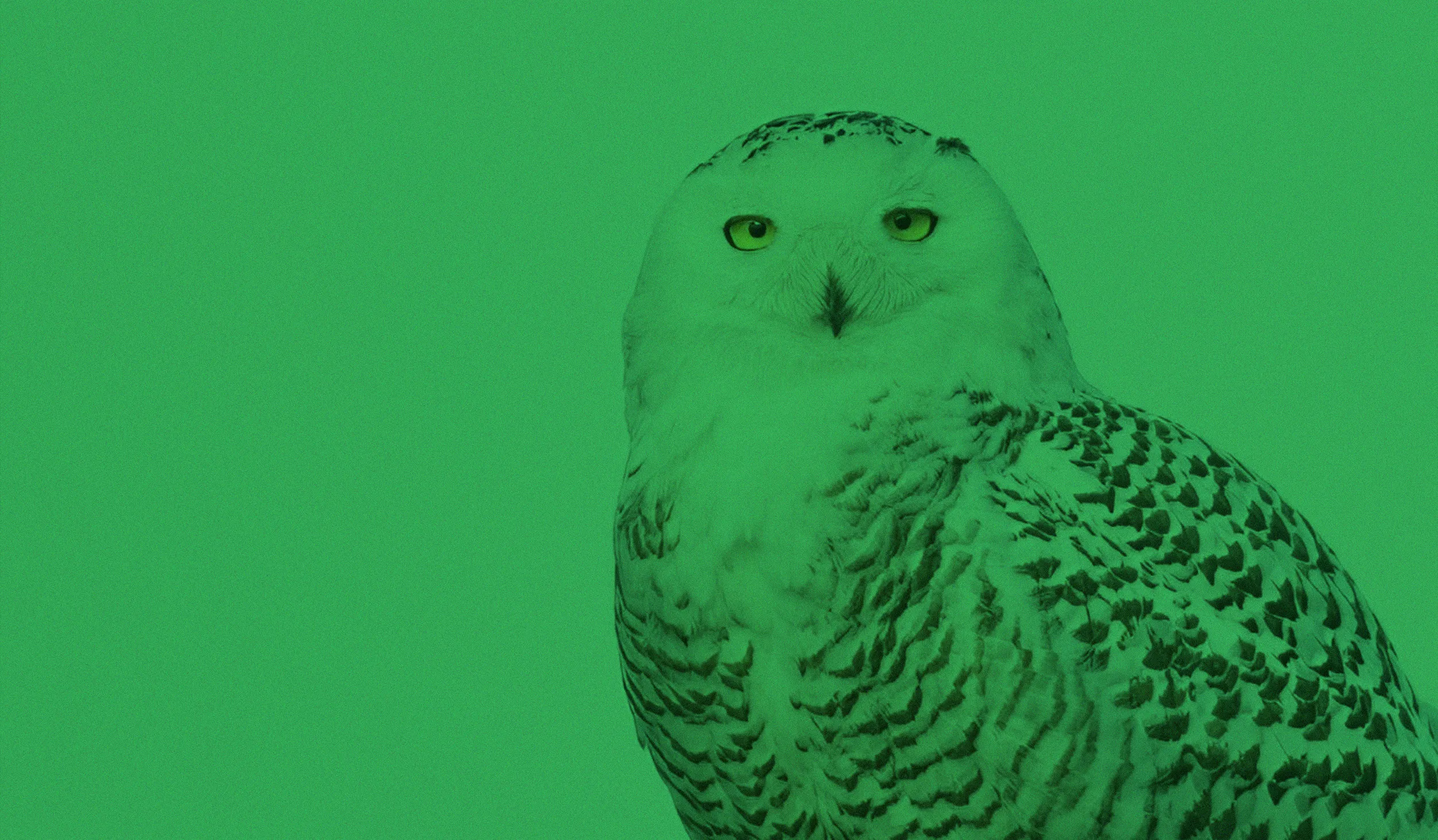Green Screen SoCal Snowy Owl