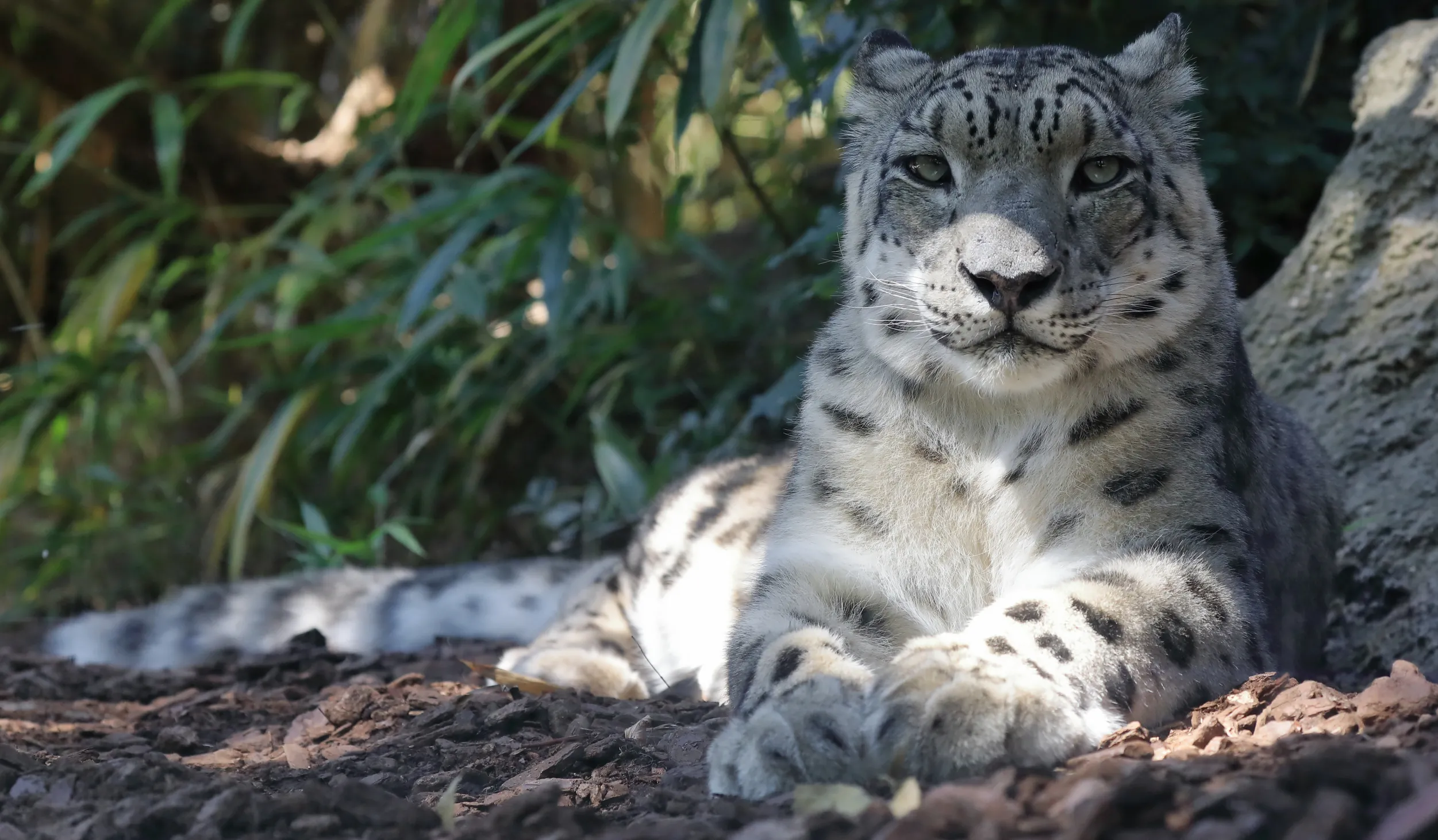 White, gray, and black spotted snow leopard with green eyes, laying on its side and looking directly into the camera