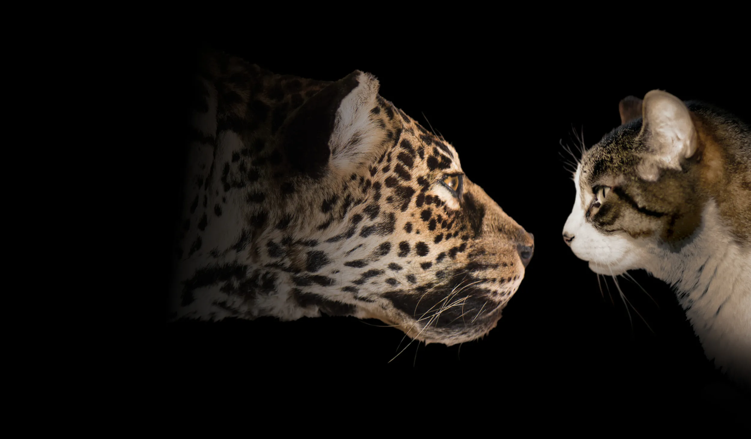 Two cats, one spotted, orange and white leopard facing a domestic brown, white, and black cat, both in profile