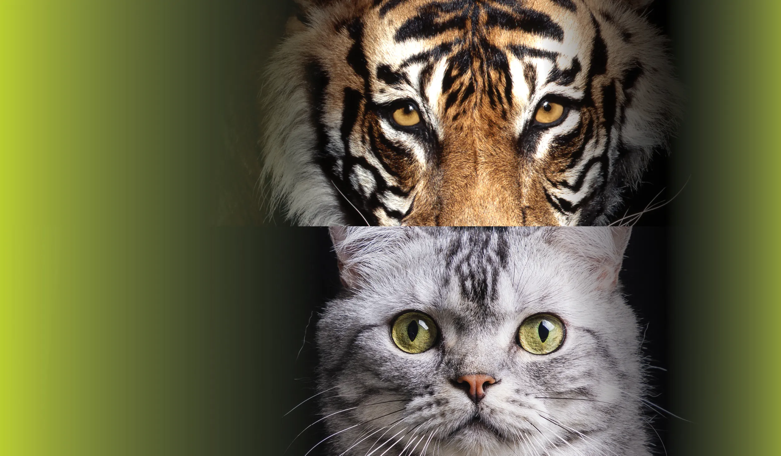 Wild and Domestic Cat Faces 