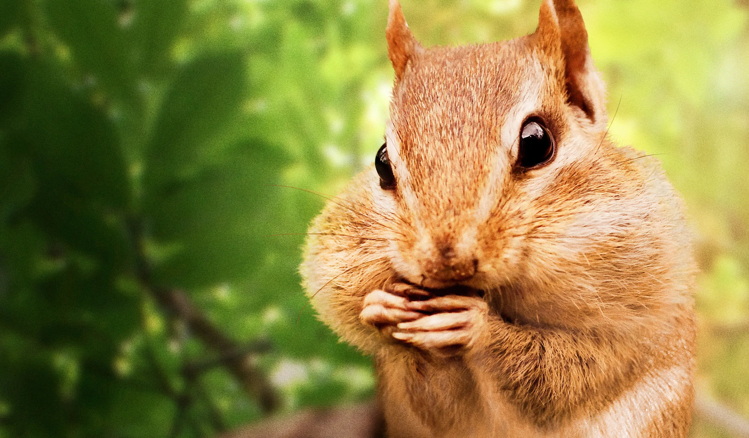 Chipmunk holding food to its mouth with a blurry, leafy background