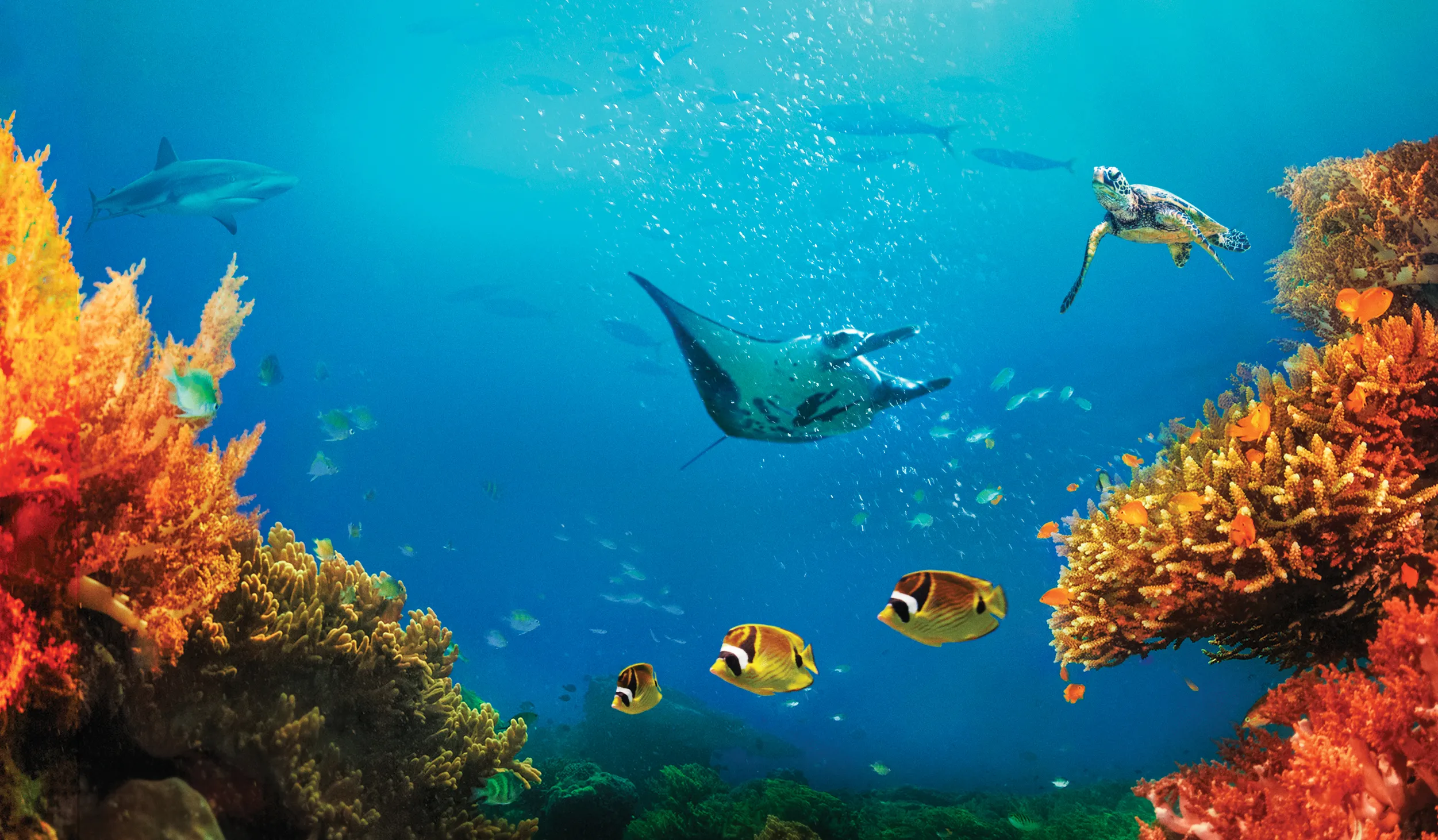 Orange coral on the sides of a blue ocean surrounding fish and turtles