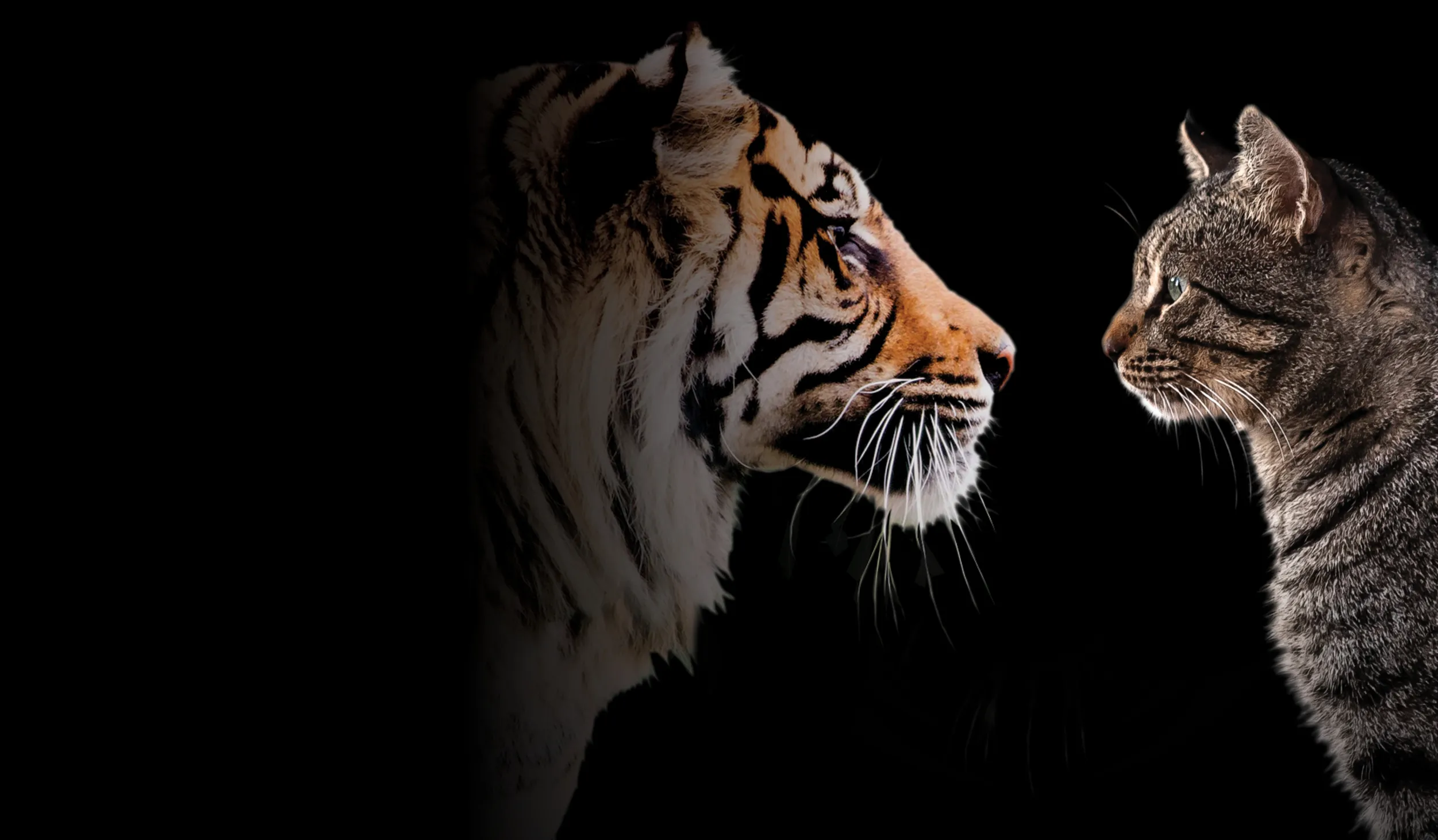 Image of a tiger and domestic cat facing one another