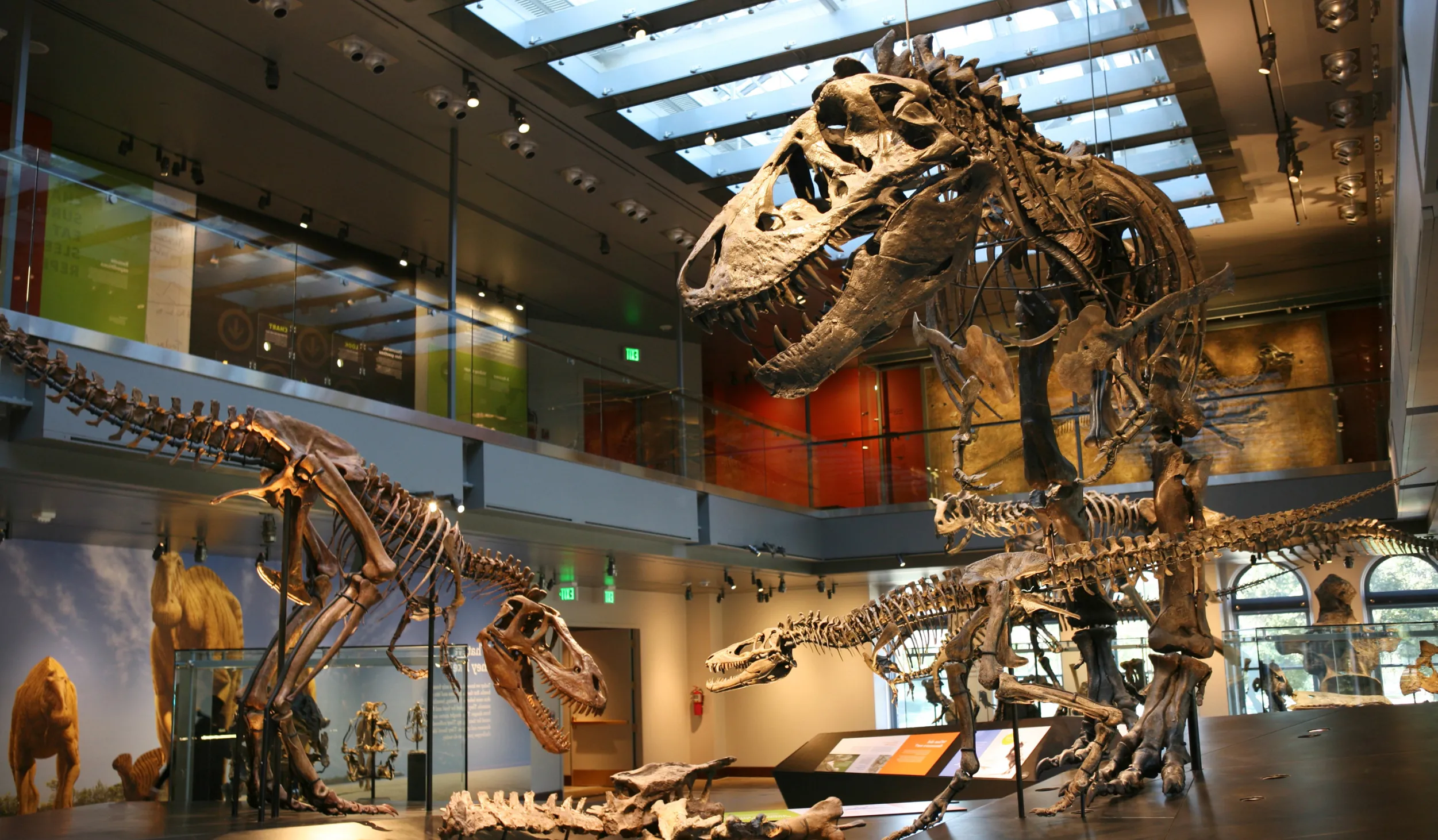Sub-adult, juvenile, and baby T. rex skeletons on display with skylights above