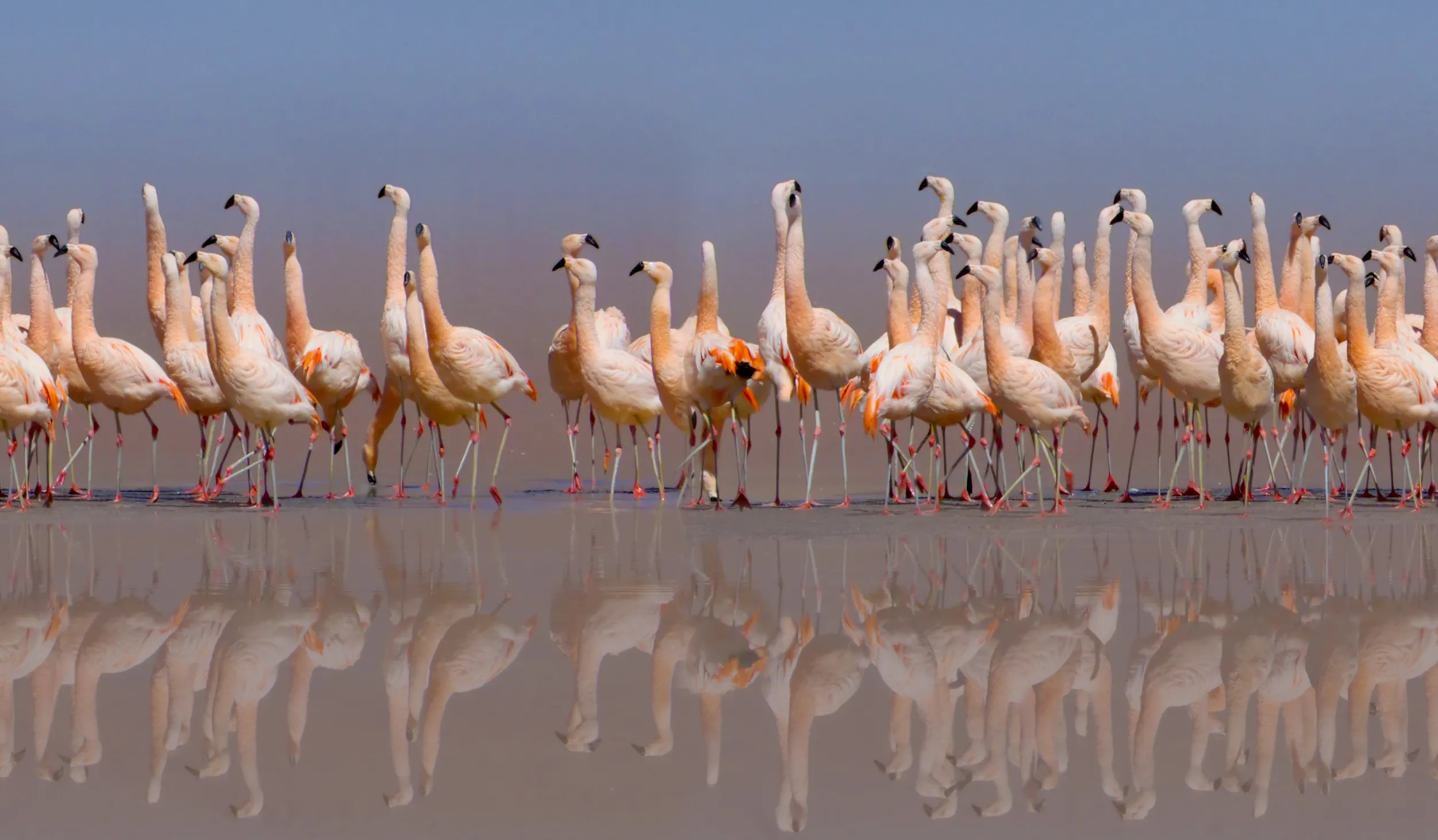 Many flamingos standing in a row at the horizon line between a blue sky and their reflection in the water