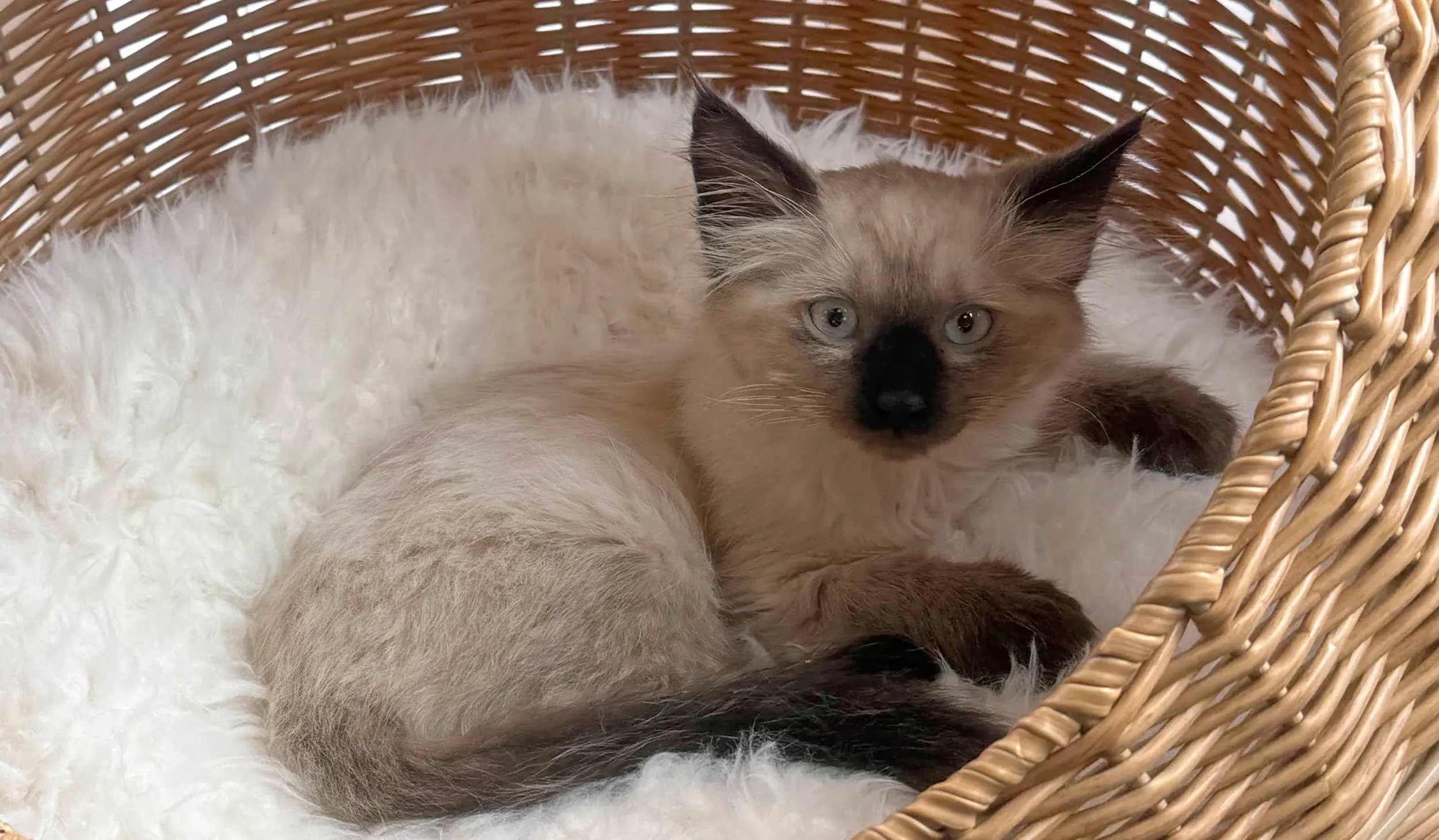 Black, brown, and white fuzzy cat on a white cushion inside a tan basket