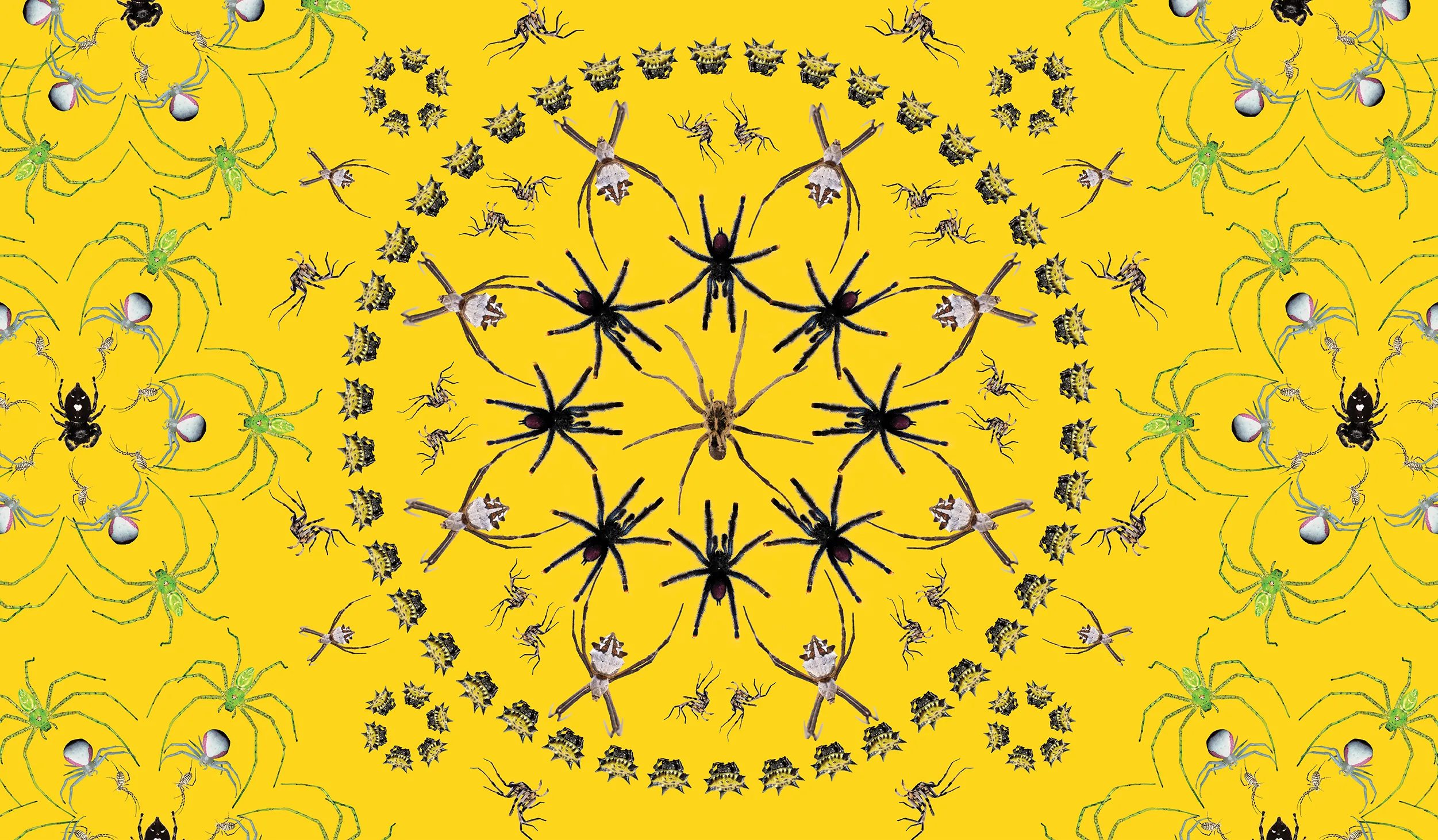 Spiders in black in green in concentric circles