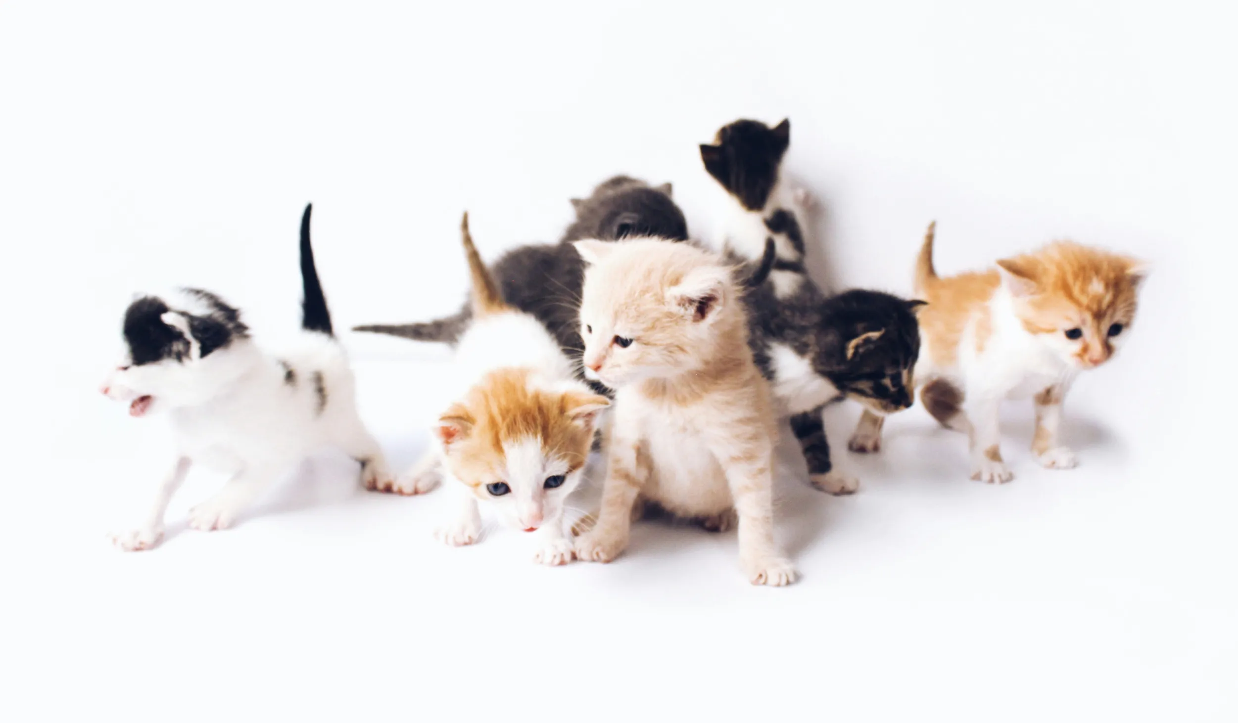 Black and white and orange and white kittens against a white background