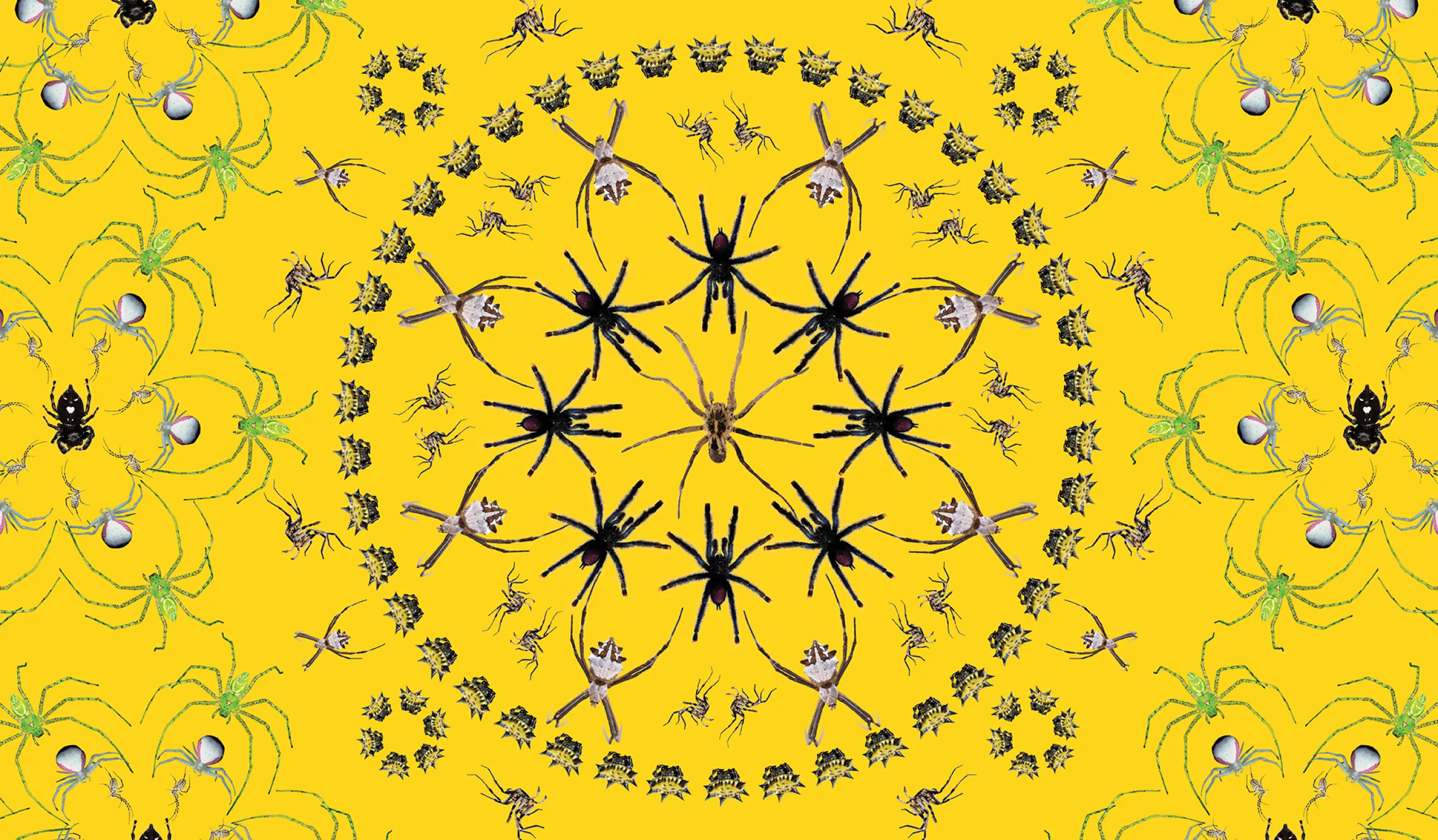 A kaleidoscope of spider illustrations on a yellow background with Spider Pavilion exhibition title
