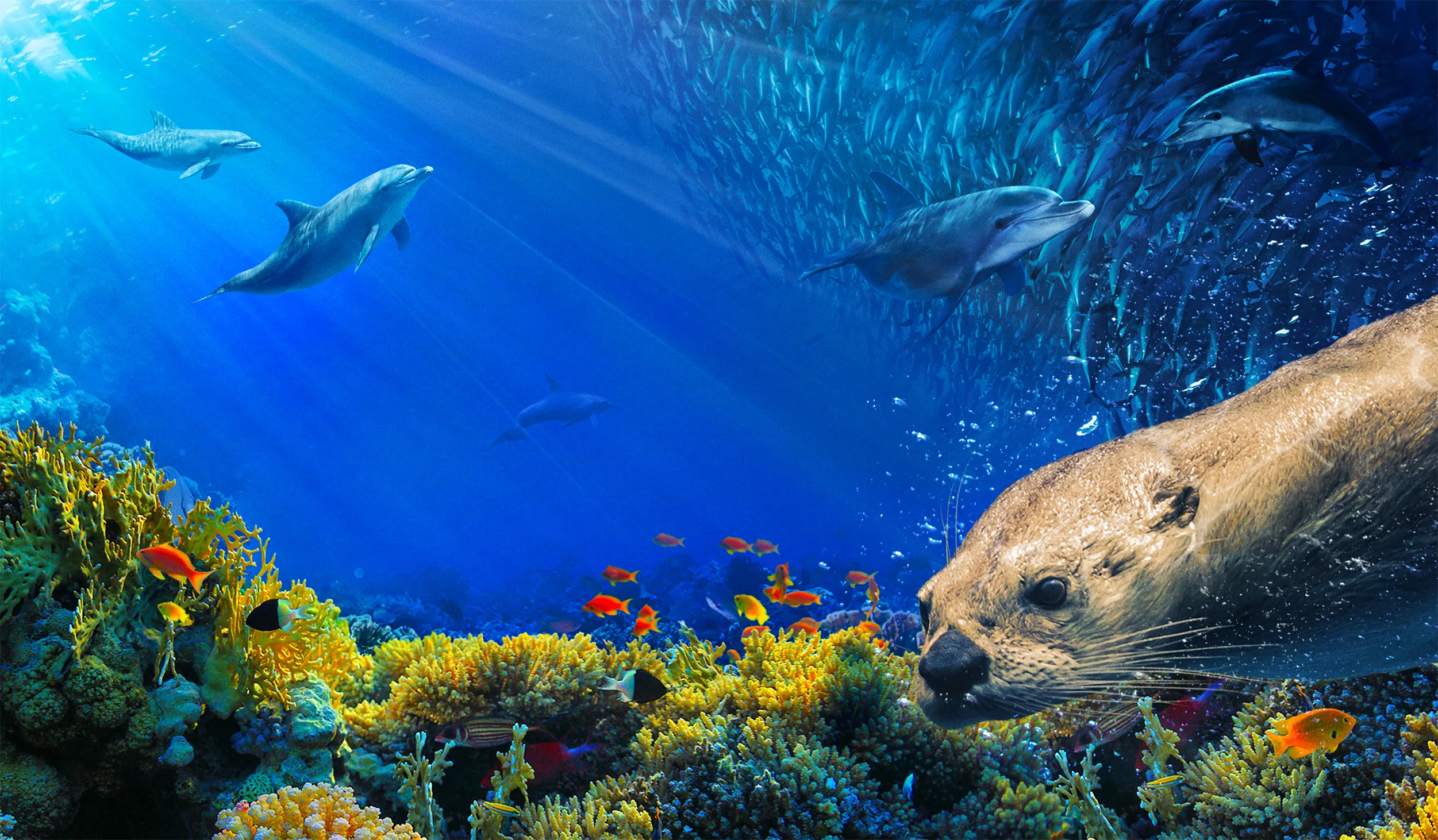 Dolphins swimming underwater above coral and a sea otter