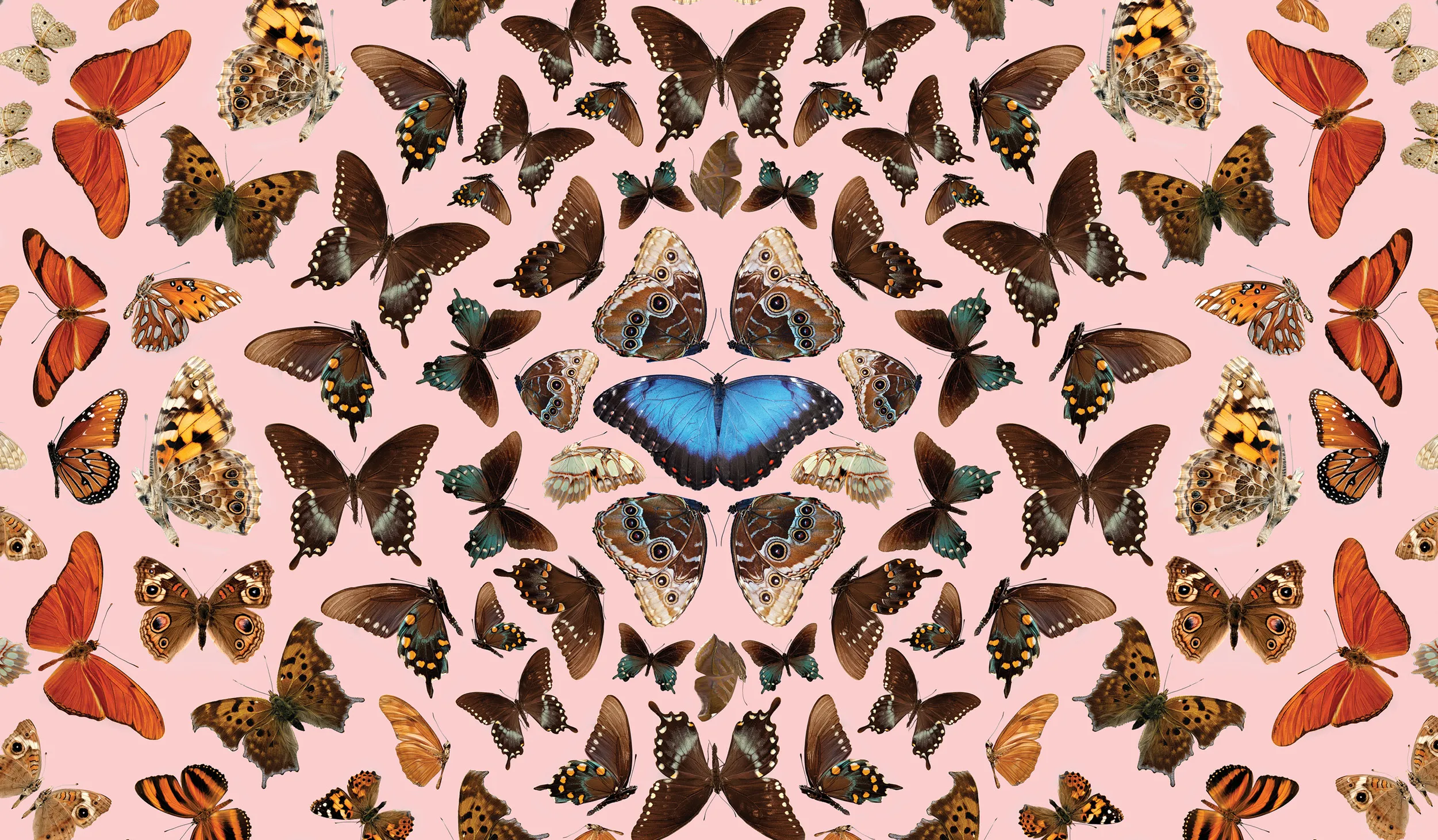 Concentric circles of blue, brown, and orange butterflies on a pink background