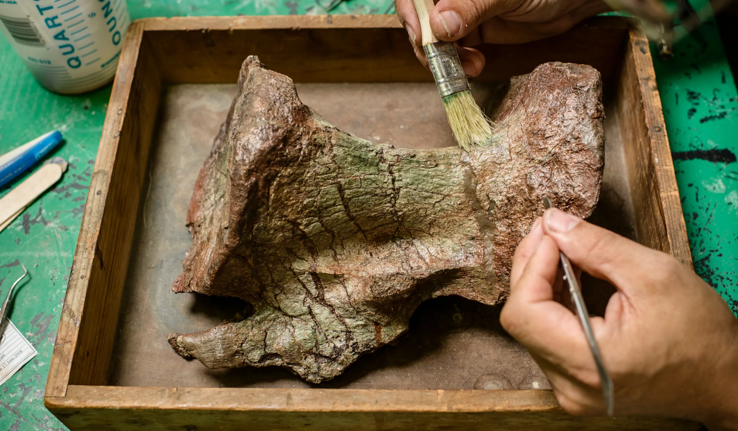 Hands holding brushers over a dinosaur bone in a tray