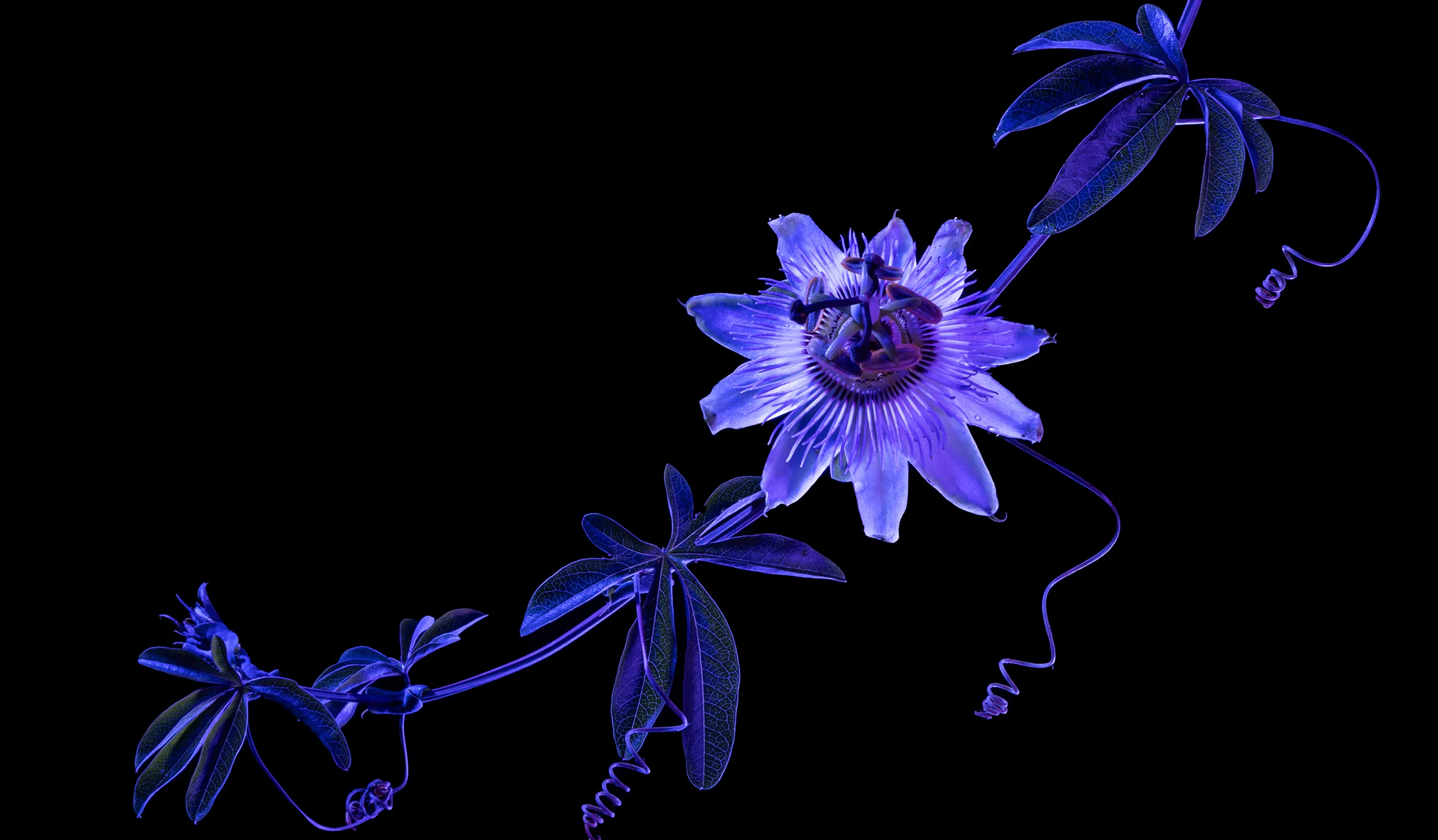 Purple illuminated flower and stem diagonally across a black blackground