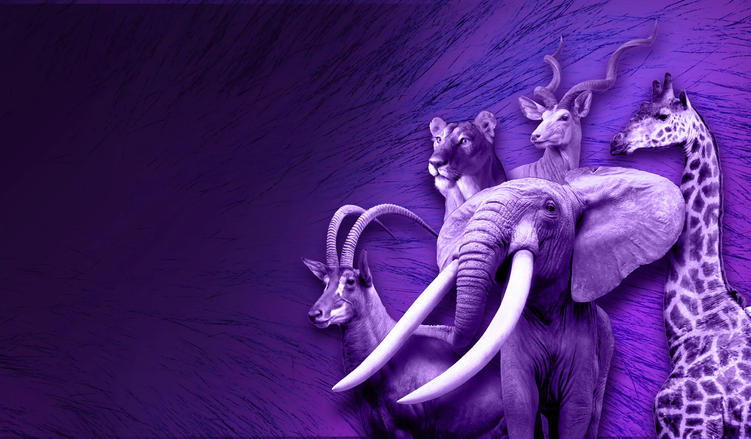 Purple elephant, large cat, giraffe, and antlered animals against a purple background