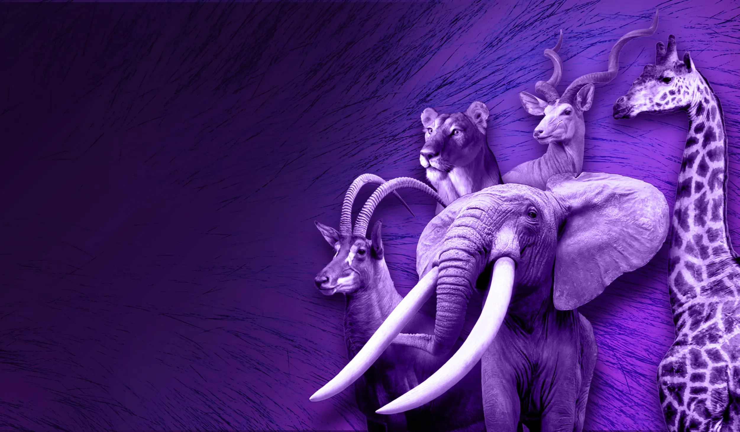 Purple elephant, large cat, giraffe, and antlered animals against a purple background