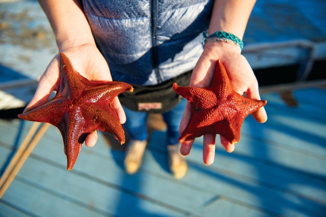 DISCO person holding starfish