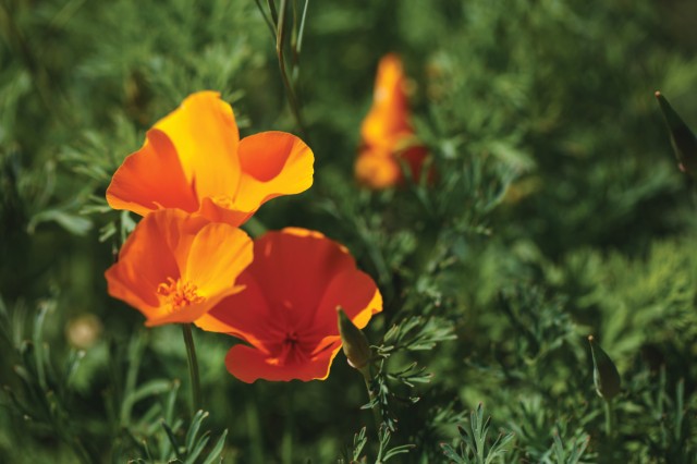 california-poppy_nature-gardens