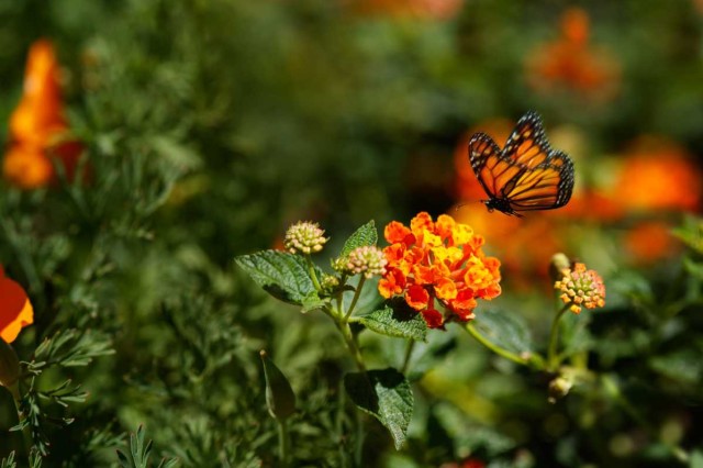 A monarch butterfly lands on a bright orange flower 