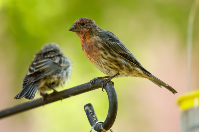 Close up of finches on a bird feeder